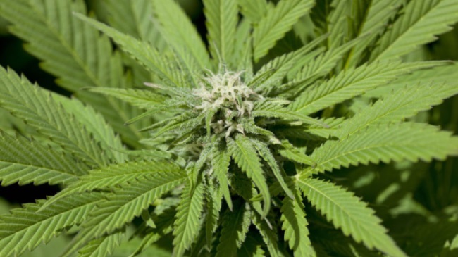 20 Medical Marijuana Stocks To Watch